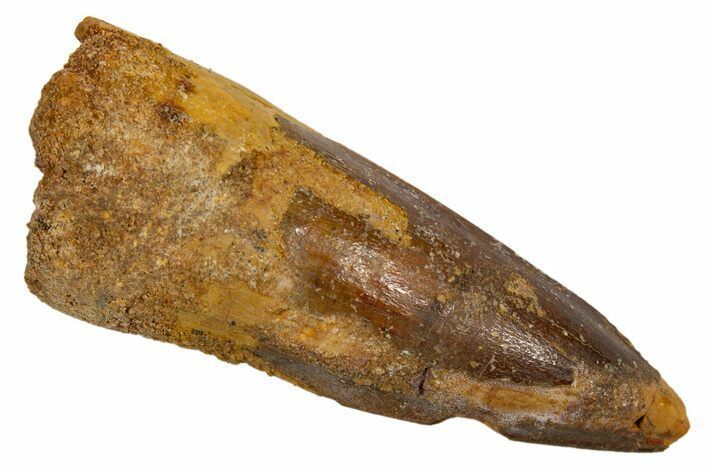 Fossil Spinosaurus Tooth - Real Dinosaur Tooth #324833